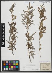 Foto von Salix viminalis L.